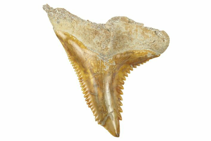 Fossil Shark Tooth (Hemipristis) - Bone Valley, Florida #235633